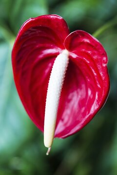 Red Flamingo Flower (Anthurium paradiso)