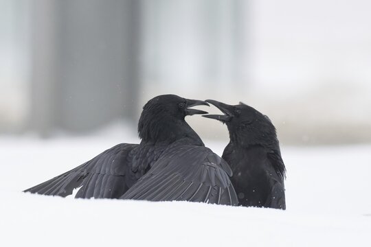 Two fighting crows (Corvus corone) in the snow, Hesse, Germany