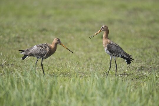 Black-tailed godwits (Limosa limosa), territorial fight, Lower Saxony, Germany