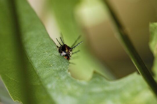 Little caterpillar of a butterfly is devouring the leave