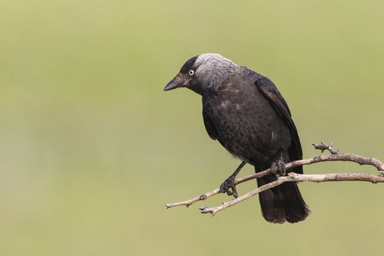 Jackdaw (Corvus monedula) sitting on branch, Lake Neusiedl, Austria