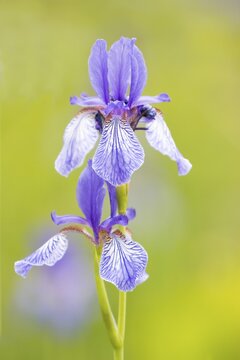 Siberian iris (Iris sibirica), Hesse, Germany