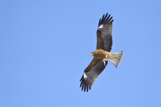 Black Kite (Milvus migrans) in flight with fish in its talons, viewed from below, Kushiro-Shitsugen-Nationalpark, Kushiro, Hokkaido, Japan