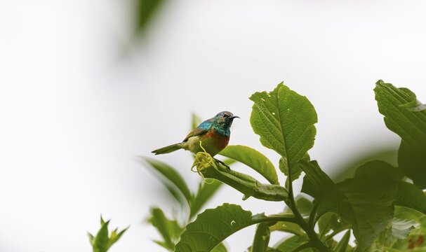 Olive-bellied Sunbird (Cinnyris chloropygius), male sitting on a leaf, Mgahinga Gorilla National Park, Western Region, Uganda
