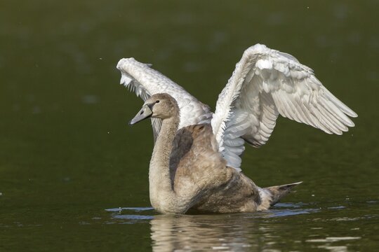 Young Mute Swan (Cygnus olor) spreading wings