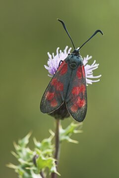 Six-spot burnet (Zygaena filipendulae), Emsland, Lower Saxony, Germany