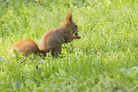 A squirrel (Sciurus vulgaris) sits in the green grass and holds a nut in its paws, Hesse, Germany