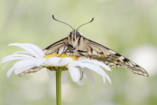 Old World Swallowtail (Papilio machaon) butterfly on a Marguerite, North Hesse, Hesse, Germany