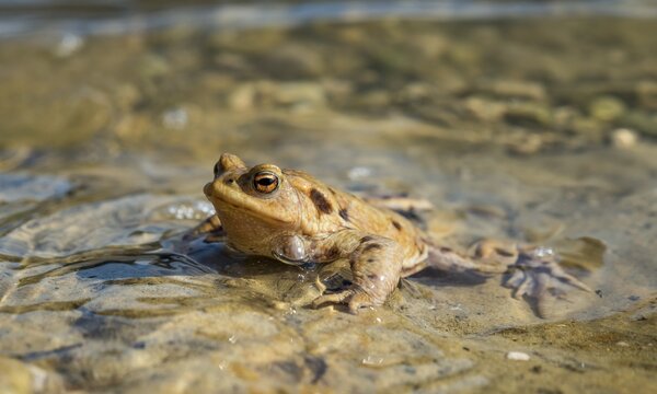 Common toad (Bufo bufo) in water, mating season, Stallauer Weiher, Bavaria, Germany