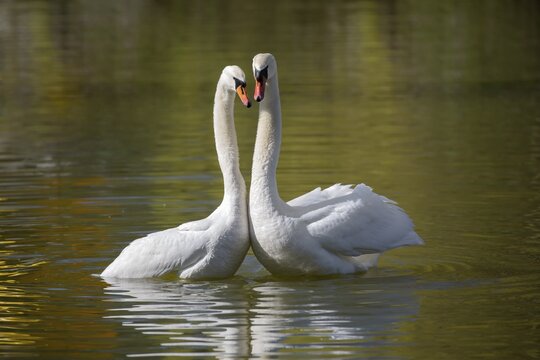 Mute swan (Cygnus olor), adult, pair, mating, mating in water, mating in spring, Mannheim, Germany