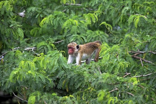 Toque macaque (Macaca sinica), adult, climbing a tree, Yala National Park, Sri Lanka