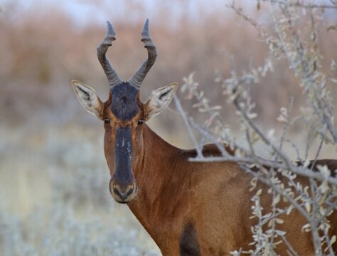 Hartebeest (Alcelaphus buselaphus) in the early morning, Etosha National Park, Namibia, Africa