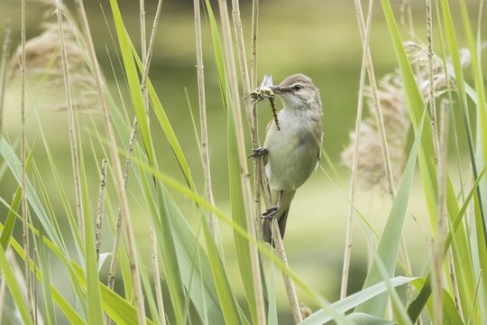 Reed warbler (Acrocephalus scirpaceus) with captured dragonfly in its beak, Hesse, Germany
