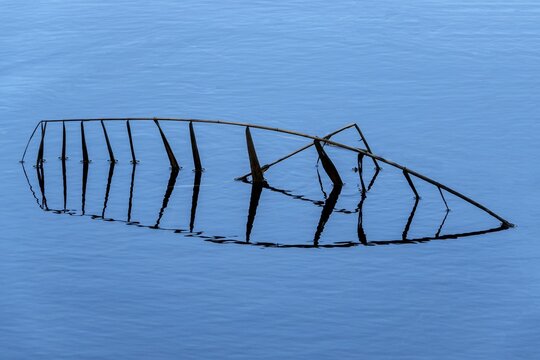 Broken reed with reflection in blue water, Oberallg&auml;u, Allg&auml;u, Bavaria, Germany
