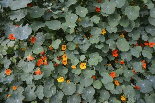 Nasturtium (Tropaeolum majus), Province of North Holland, The Netherlands