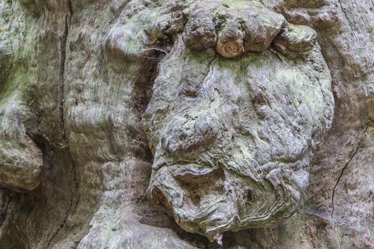 Growth on a mature tree resembling a face, Urwald Sababurg, primeval forest, North Hesse, Hesse, Germany