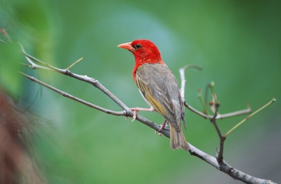 Red-headed Weaver (Anaplectes rubriceps), male, Kruger national park, South Africa (Anaplectes melanotis) (Malimbus rubriceps)