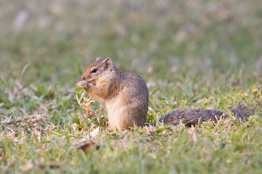 Smith's bush squirrel (Paraxerus cepapi), feeding, Namibia