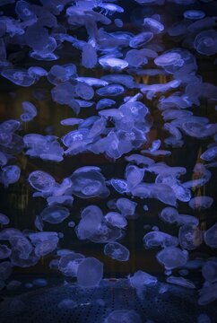 Many transparent Common jellyfishes (Aurelia aurita) in an aquarium, occurrence Pacific, Aquarium Vancouver, British Columbia, Canada