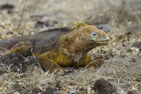 Galapagos Land Iguana (Conolophus subcristatus), Seymour Norte, Gal&aacute;pagos Islands, Ecuador