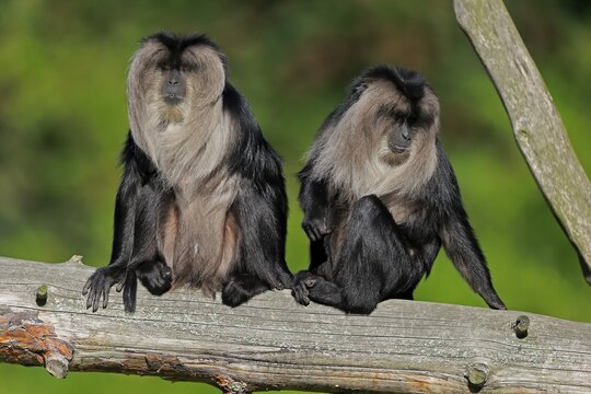 Lion-tailed macaque (Macaca silenus), Wanderu, adult, two animals, sitting, on tree trunk, alert, captive, endangered species, India