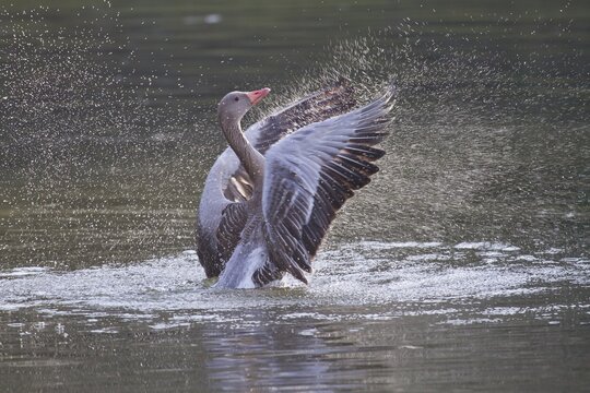 Greylag Goose (Anser anser) beating its wings, North Hesse, Hesse, Germany