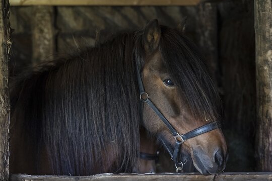 Icelandic horse (Equus islandicus) in horse stable in original peat construction, L&yacute;tingssta&eth;ir, North Iceland, Iceland