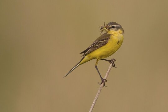 Yellow Wagtail (Motacilla flava) on stalk with insect in beak, Lake Neusiedl, Austria