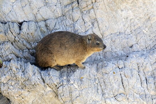Rock hyrax (Procavia capensis), adult, rocks, alert, Stony Point, Betty's Bay, Western Cape, South Africa