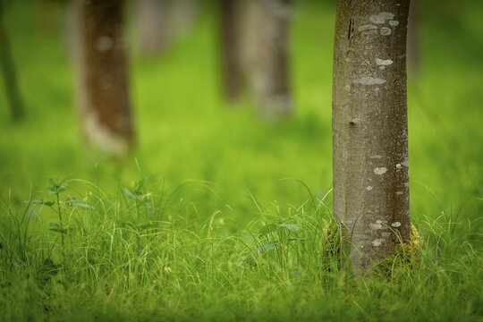 Tree trunks, beech forest (Fagus) in spring, Bavaria, Germany