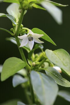 Capsicum annuum, white blossom, Germany