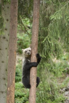 Young European Brown Bear (Ursus arctos arctos), climbing a pine tree, Jura, Switzerland, Europe