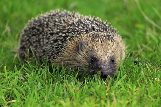 Hedgehog (Erinaceus europaeus), adult, Surrey, England, United Kingdom