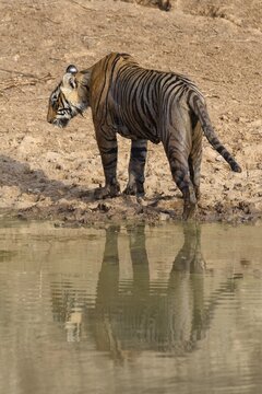 Bengal tiger (Panthera tigris tigris), female coming out and reflecting in the water, Ranthambhore National Park, Rajasthan, India
