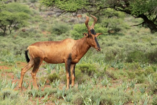 Red hartebeest (Alcelaphus buselaphus caama), Kaama, adult, alert, foraging, Mokala National Park, Northern Cape, South Africa