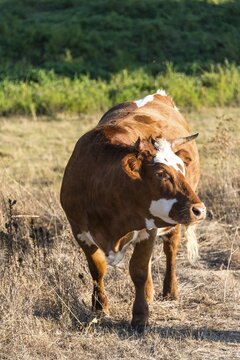 Brown cow (Bos primigenius taurus) in the evening light, Corse-du-Sud, Corsica, France