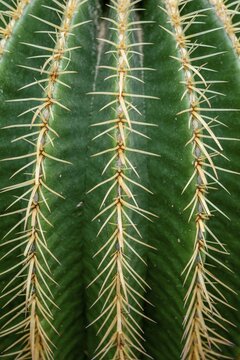 Mother-in-law chair (Echinocactus grusonii) or golden-ball cactus, cactus, spines, close-up, Botanical Garden, Dahlem, Berlin, Germany