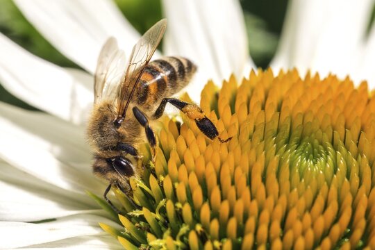 Honey bee (Apis mellifera) collecting nectar on white-flowered coneflower (Echinacea purpurea), Baden-W&uuml;rttemberg, Germany