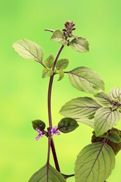 Shrub Basil (Ocimum basilicum) Magic Blue (Magic Blue), plant, leaves, flowers, Ellerstadt, Germany