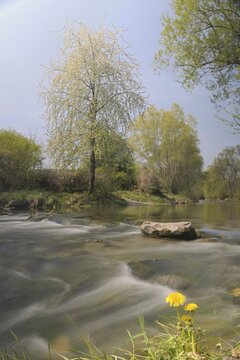 Triesting river in spring, Triestingtal valley, Lower Austria, Austria, Europe