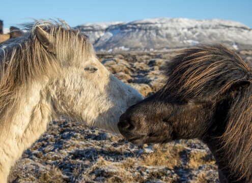 Two Icelandic horses (Equus islandicus) sniff each other, animal portrait, southern Iceland, Iceland