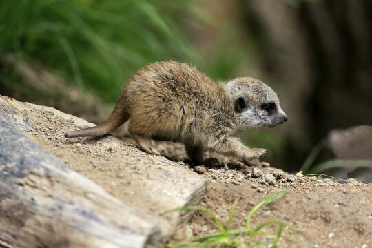 Meerkats (Suricata suricatta), young animal, captive
