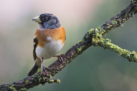 Brambling (Fringilla montifringilla), Emsland, Lower Saxony, Germany