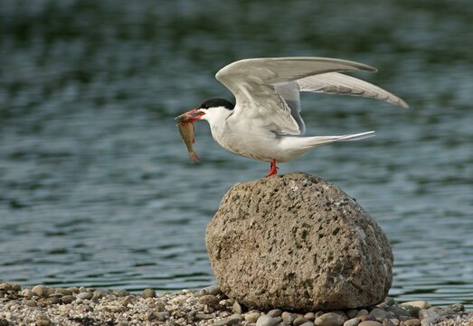 Common Tern (Sterna hirundo), Mecklenburg-Western Pomerania, Germany