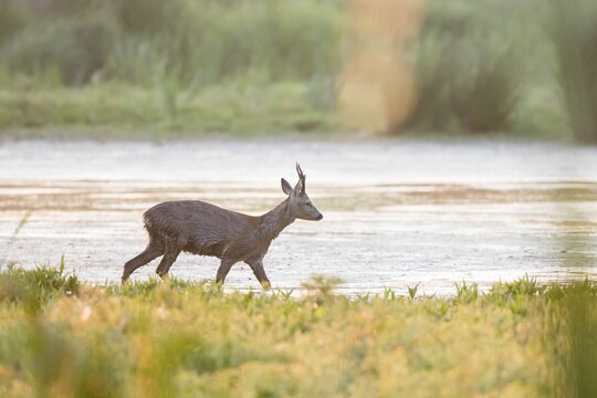 Roebuck (Capreolus capreolus) wading through shallow water, Lower Saxony, Germany