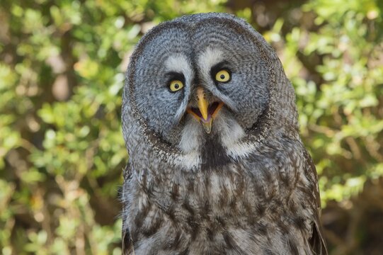 Great Grey Owl (Strix nebulosa), captive, Portugal
