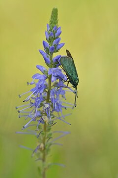Spiked speedwell (Veronica spicata) with Green Forester (Adscita statices), Emsland, Lower Saxony, Germany