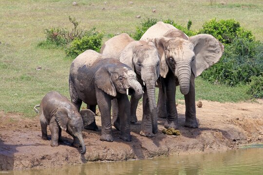 African Elephants (Loxodonta africana), herd with young at the waterhole, Addo Elephant National Park, Eastern Cape, South Africa