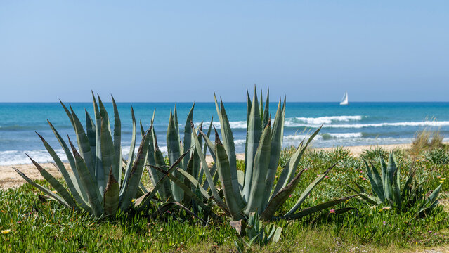 Agaves au bord de mer au printemps