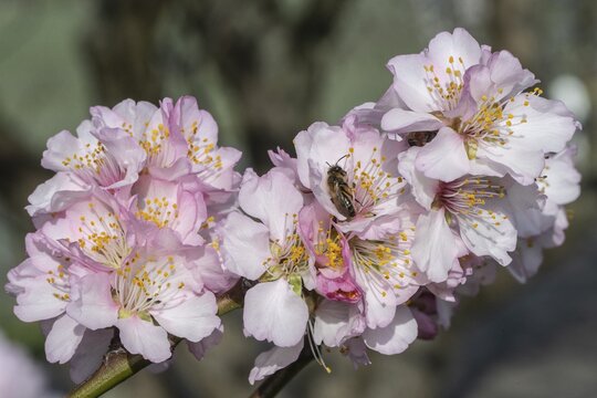 Almond blossom (Prunus dulcis) with honey bee (Apis mellifera), Rhineland-Palatinate, Germany